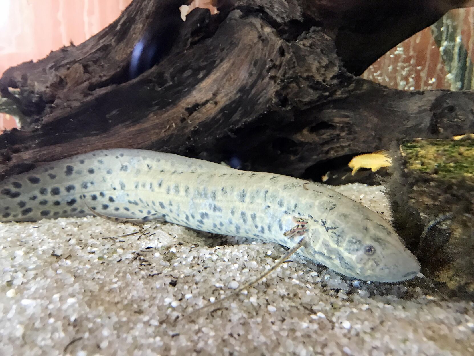 Lungfish